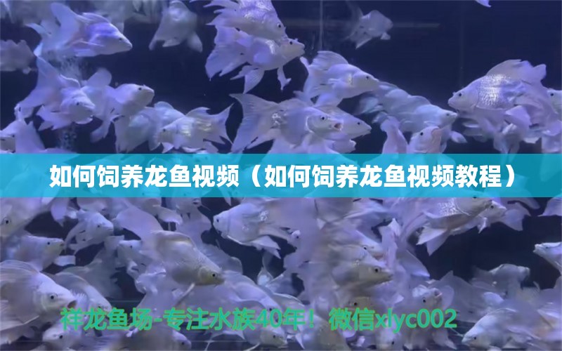 如何飼養(yǎng)龍魚(yú)視頻（如何飼養(yǎng)龍魚(yú)視頻教程） 過(guò)背金龍魚(yú)