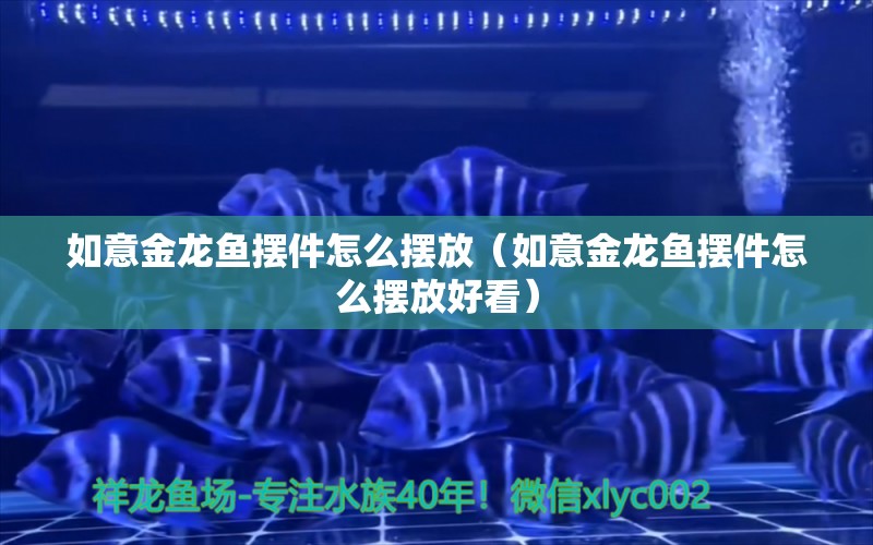 如意金龍魚擺件怎么擺放（如意金龍魚擺件怎么擺放好看）