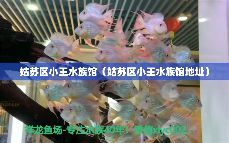 姑蘇區(qū)小王水族館（姑蘇區(qū)小王水族館地址） 全國水族館企業(yè)名錄