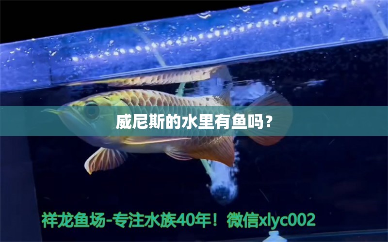 威尼斯的水里有魚嗎？ 虎斑恐龍魚