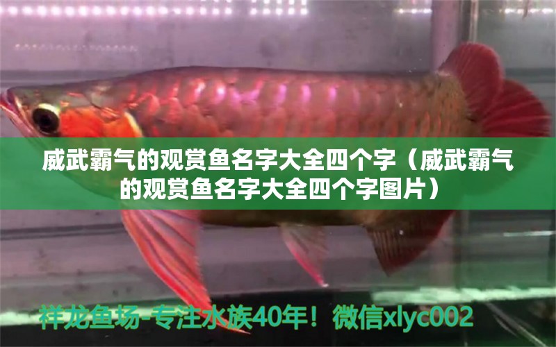 威武霸氣的觀賞魚名字大全四個(gè)字（威武霸氣的觀賞魚名字大全四個(gè)字圖片）