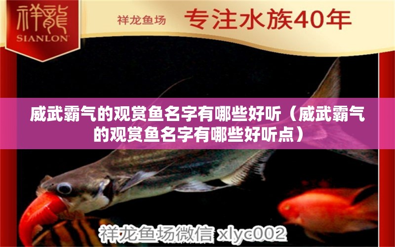 威武霸氣的觀賞魚名字有哪些好聽（威武霸氣的觀賞魚名字有哪些好聽點(diǎn)）