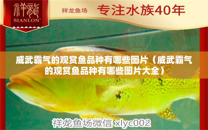 威武霸氣的觀賞魚品種有哪些圖片（威武霸氣的觀賞魚品種有哪些圖片大全）