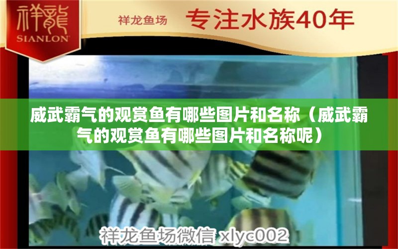 威武霸氣的觀賞魚有哪些圖片和名稱（威武霸氣的觀賞魚有哪些圖片和名稱呢）