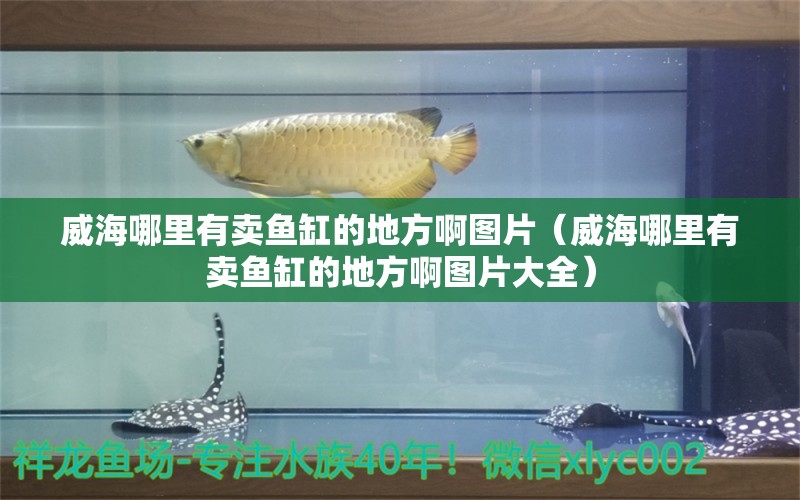 威海哪里有賣魚缸的地方啊圖片（威海哪里有賣魚缸的地方啊圖片大全）