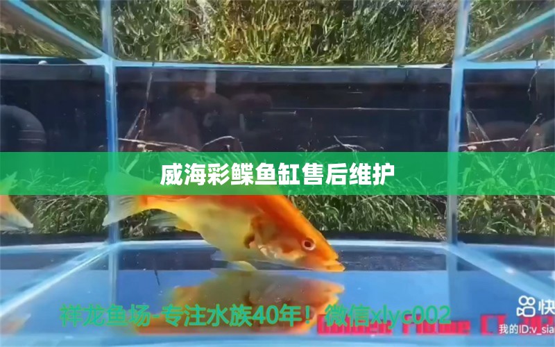 威海彩鰈魚缸售后維護(hù) 彩鰈魚缸（彩蝶魚缸）