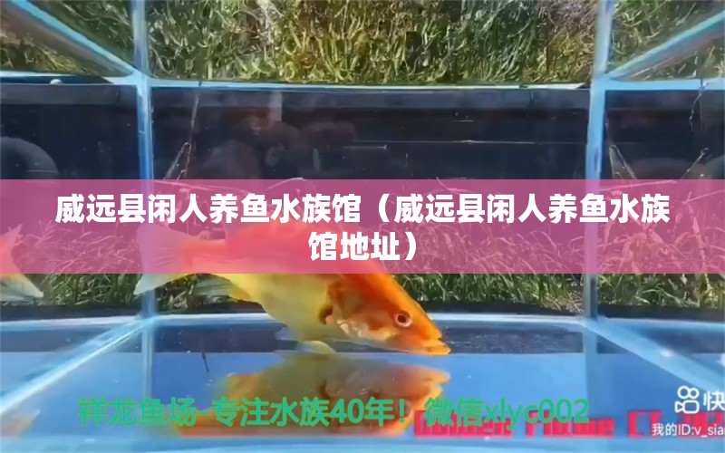 威遠(yuǎn)縣閑人養(yǎng)魚水族館（威遠(yuǎn)縣閑人養(yǎng)魚水族館地址） 全國水族館企業(yè)名錄