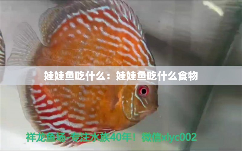 娃娃魚(yú)吃什么：娃娃魚(yú)吃什么食物