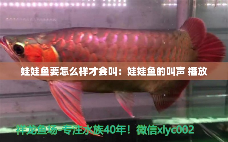 娃娃魚(yú)要怎么樣才會(huì)叫：娃娃魚(yú)的叫聲 播放 觀賞魚(yú)