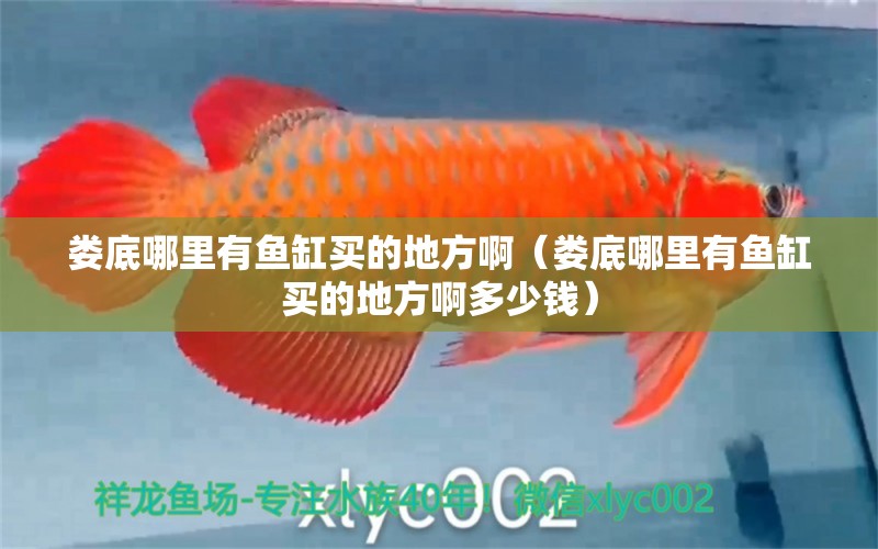 婁底哪里有魚缸買的地方啊（婁底哪里有魚缸買的地方啊多少錢） 白化火箭