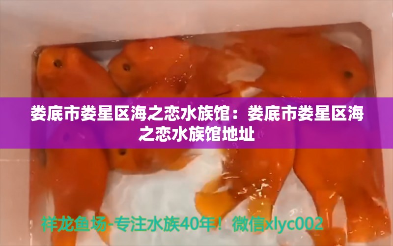 婁底市婁星區(qū)海之戀水族館：婁底市婁星區(qū)海之戀水族館地址