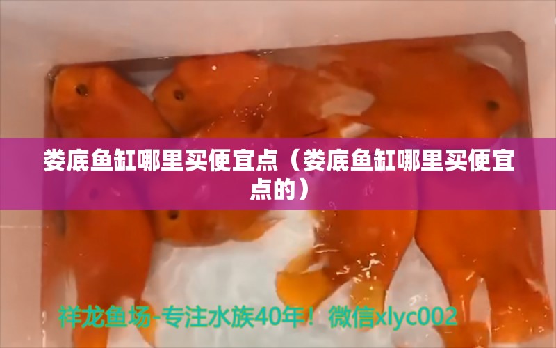 婁底魚缸哪里買便宜點(diǎn)（婁底魚缸哪里買便宜點(diǎn)的） 祥龍水族醫(yī)院