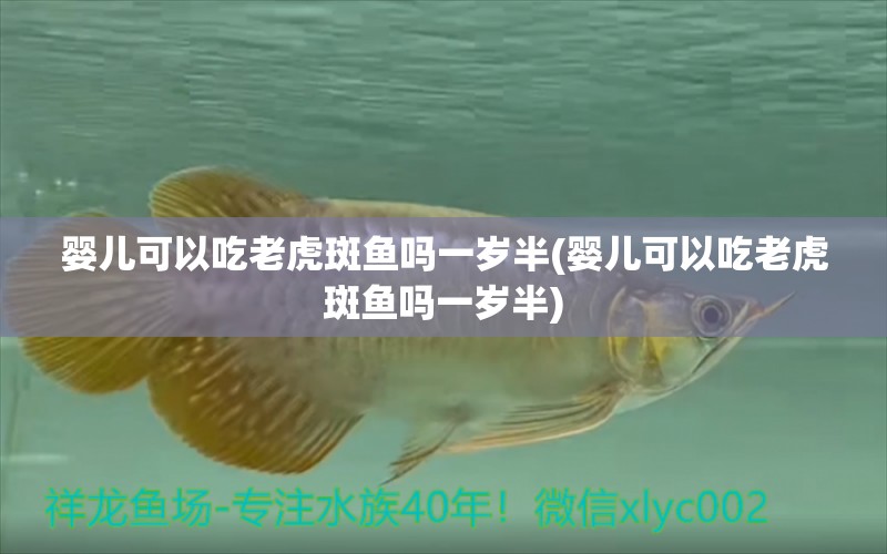 嬰兒可以吃老虎斑魚嗎一歲半(嬰兒可以吃老虎斑魚嗎一歲半) 龍魚專用燈