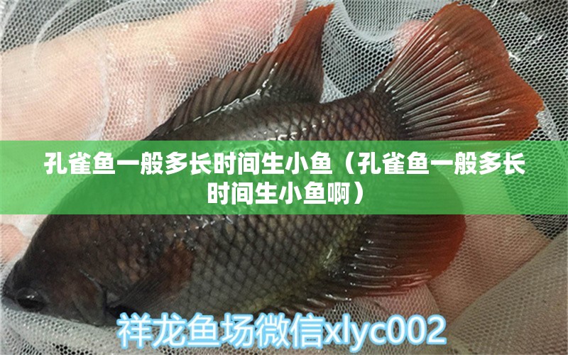 孔雀魚(yú)一般多長(zhǎng)時(shí)間生小魚(yú)（孔雀魚(yú)一般多長(zhǎng)時(shí)間生小魚(yú)?。? title=