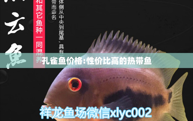 孔雀魚價(jià)格:性價(jià)比高的熱帶魚 龍魚批發(fā)