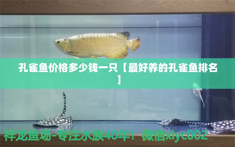 孔雀魚價(jià)格多少錢一只【最好養(yǎng)的孔雀魚排名】 龍魚批發(fā)