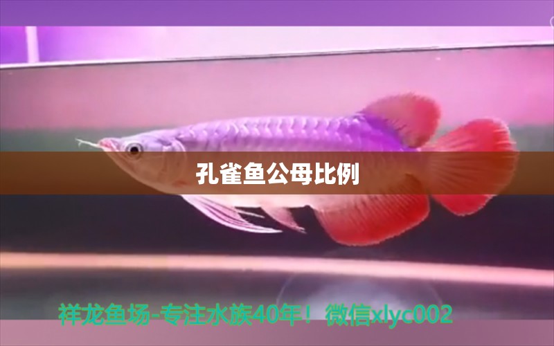 孔雀魚公母比例