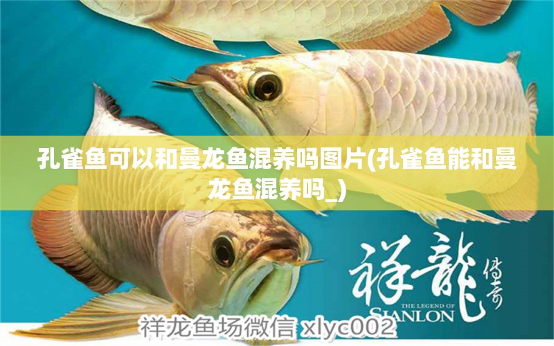 孔雀魚可以和曼龍魚混養(yǎng)嗎圖片(孔雀魚能和曼龍魚混養(yǎng)嗎_)