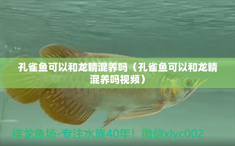 孔雀魚(yú)可以和龍睛混養(yǎng)嗎（孔雀魚(yú)可以和龍睛混養(yǎng)嗎視頻）