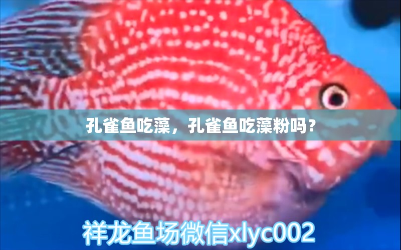 孔雀魚吃藻，孔雀魚吃藻粉嗎？ 其他益生菌