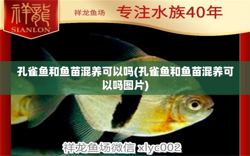 孔雀魚和魚苗混養(yǎng)可以嗎(孔雀魚和魚苗混養(yǎng)可以嗎圖片) 非洲象鼻魚