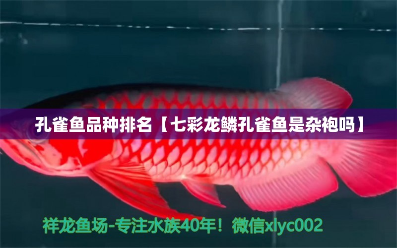 孔雀魚品種排名【七彩龍鱗孔雀魚是雜袍嗎】