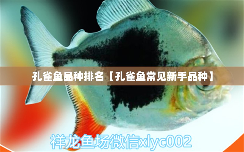 孔雀魚品種排名【孔雀魚常見新手品種】 龍魚批發(fā)