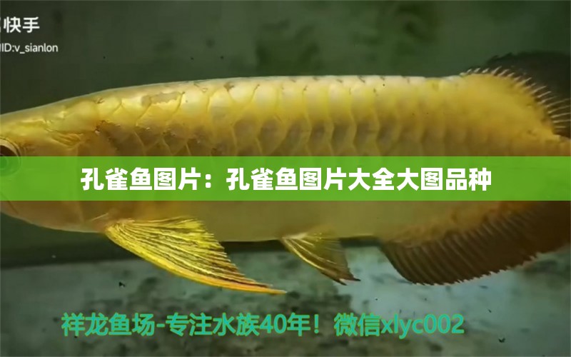 孔雀魚圖片：孔雀魚圖片大全大圖品種