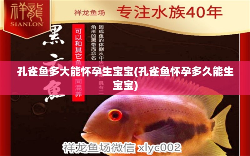 孔雀魚多大能懷孕生寶寶(孔雀魚懷孕多久能生寶寶) 黑水素