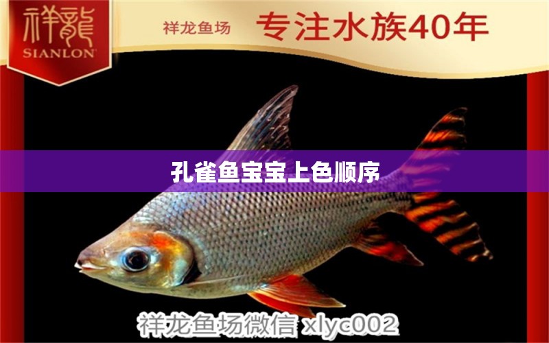 孔雀魚(yú)寶寶上色順序