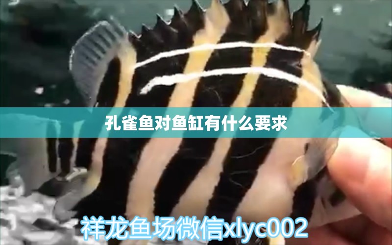 孔雀魚對魚缸有什么要求