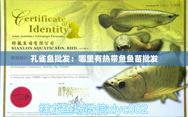 孔雀魚批發(fā)：哪里有熱帶魚魚苗批發(fā)