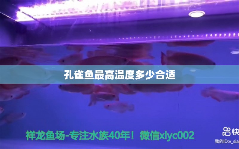 孔雀魚最高溫度多少合適 海象魚