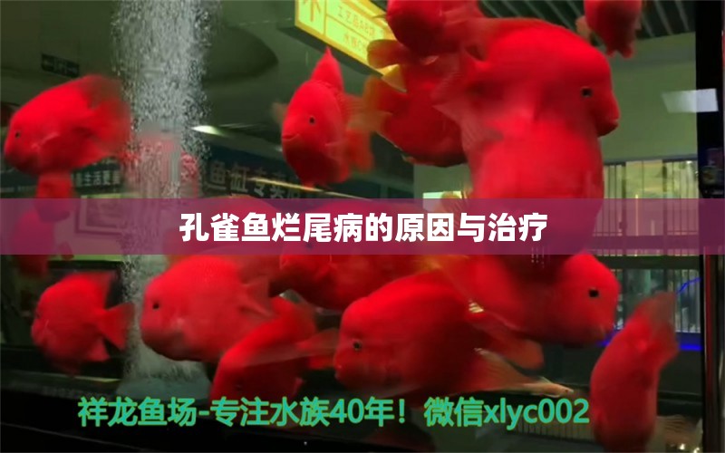 孔雀魚(yú)爛尾病的原因與治療 龍魚(yú)疾病與治療