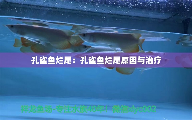 孔雀魚爛尾：孔雀魚爛尾原因與治療 非洲金鼓魚