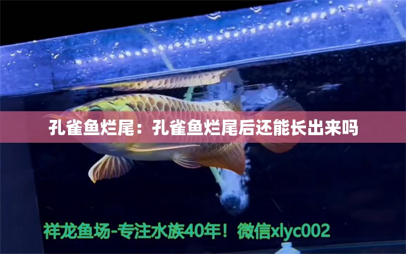 孔雀魚爛尾：孔雀魚爛尾后還能長(zhǎng)出來嗎