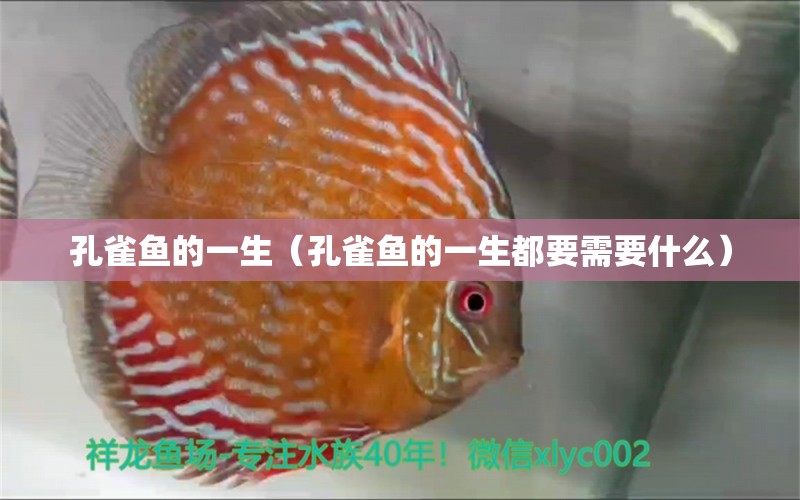 孔雀魚的一生（孔雀魚的一生都要需要什么） 皇冠黑白魟魚