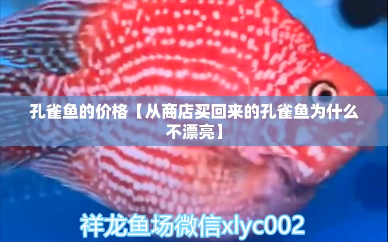 孔雀魚的價格【從商店買回來的孔雀魚為什么不漂亮】 龍魚批發(fā)