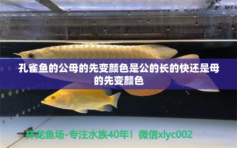 孔雀魚的公母的先變顏色是公的長的快還是母的先變顏色