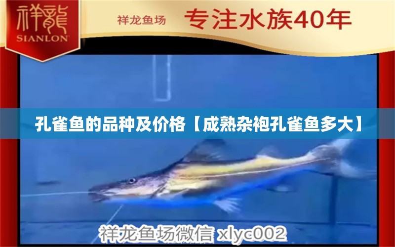 孔雀魚的品種及價格【成熟雜袍孔雀魚多大】