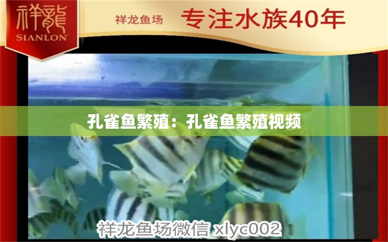 孔雀魚繁殖：孔雀魚繁殖視頻