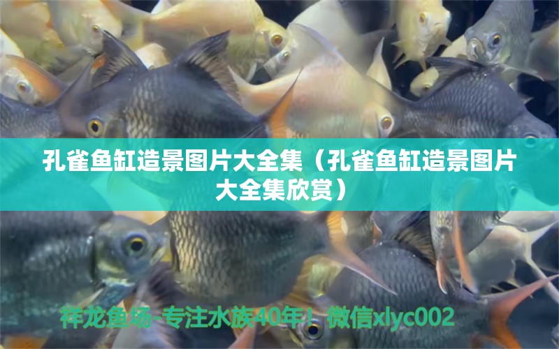 孔雀魚缸造景圖片大全集（孔雀魚缸造景圖片大全集欣賞）