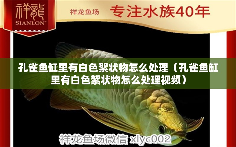 孔雀魚缸里有白色絮狀物怎么處理（孔雀魚缸里有白色絮狀物怎么處理視頻）