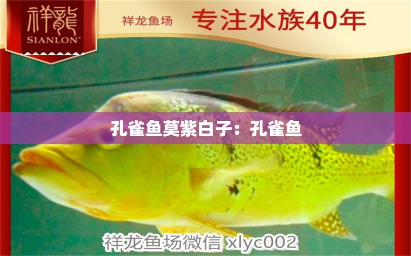 孔雀魚莫紫白子：孔雀魚 觀賞魚論壇 第2張