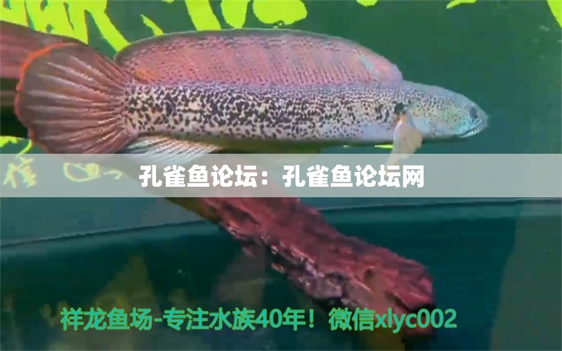 孔雀魚論壇：孔雀魚論壇網