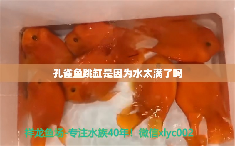 孔雀魚跳缸是因為水太滿了嗎 水族品牌 第3張