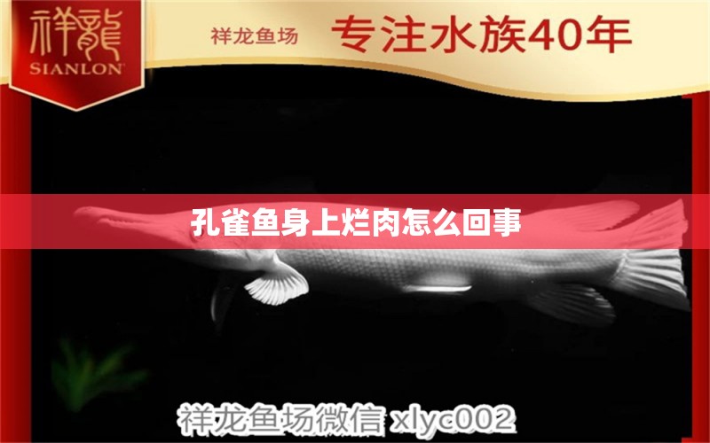 孔雀魚身上爛肉怎么回事 狗仔（招財貓)魚苗 第3張