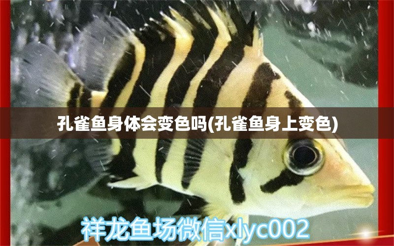 孔雀魚身體會(huì)變色嗎(孔雀魚身上變色)