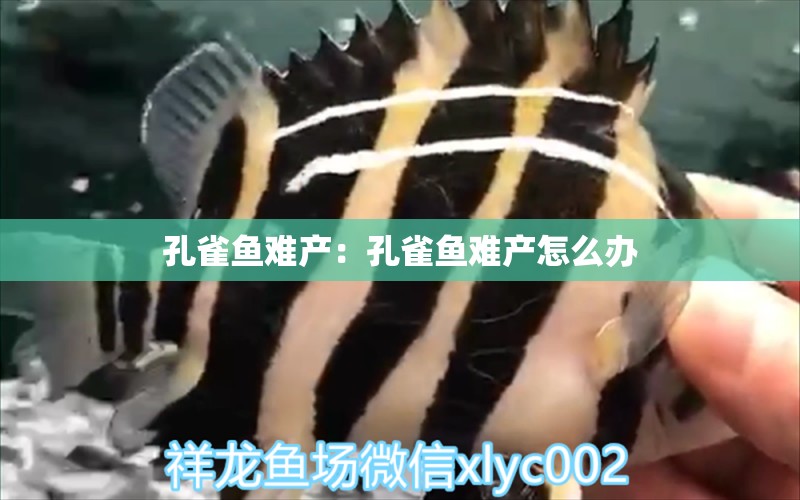 孔雀魚難產：孔雀魚難產怎么辦 祥龍水族醫(yī)院