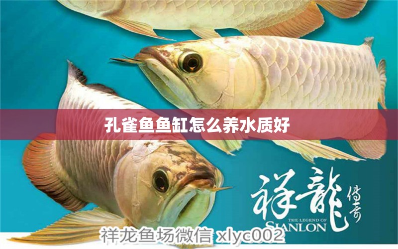 孔雀魚魚缸怎么養(yǎng)水質(zhì)好 